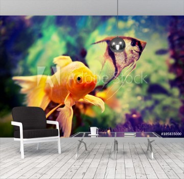 Picture of Colorful fishes in aquarium